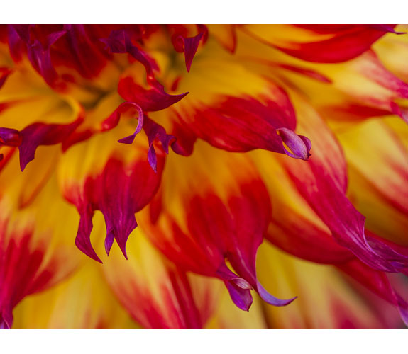 "Dahlia Tips" by Keith Lazelle